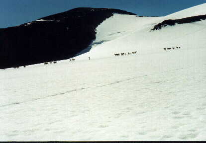 A herd of reindeer on the glacier.