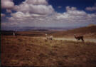 Llamas at 15,000 feet near La Paz.