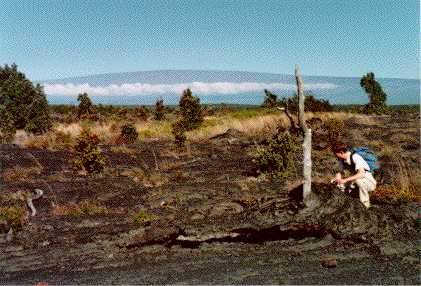 lava around tree