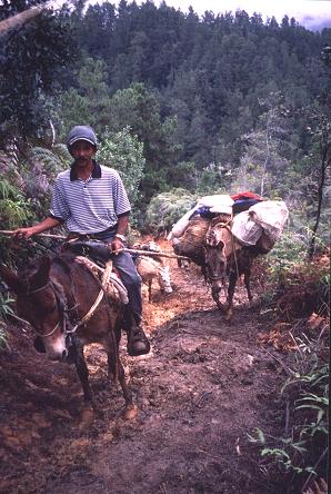 guide and mules