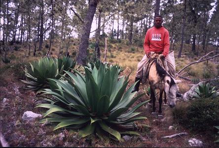 giant plant