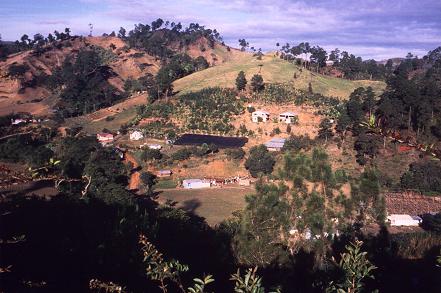 pastoral scene