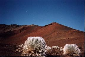 silversword