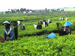 tea plantation