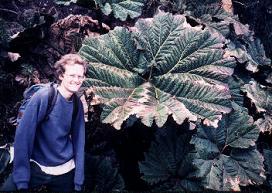 giant leaves