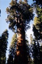 giant sequoia