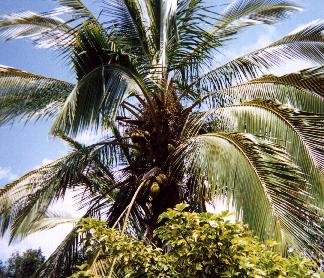 coconut tree
