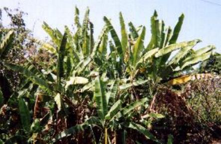 Hawaiian palm fronds