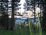 wildflowers