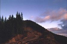 Tillamook forest cuts