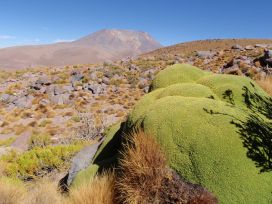 yareta plant