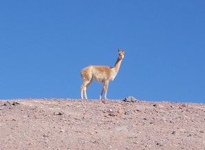 vicuña