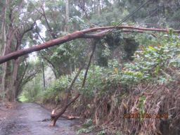 storm damage