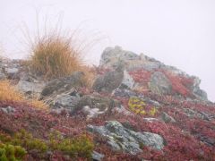 ptarmigans