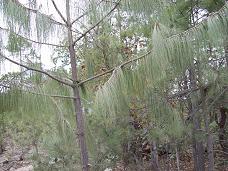 drooping pine