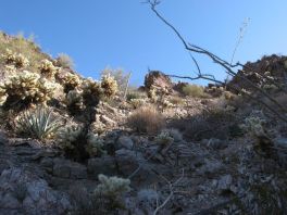 cholla