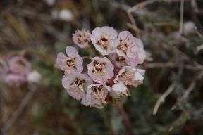 pink blooms