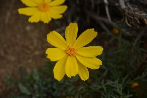 yellow flower