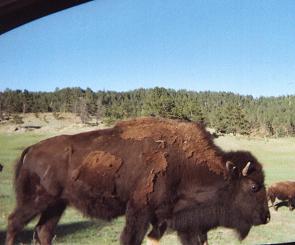 bison