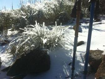 glinting bush ice