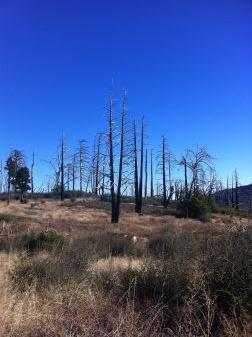 burnt trees