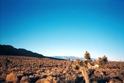 Yucca