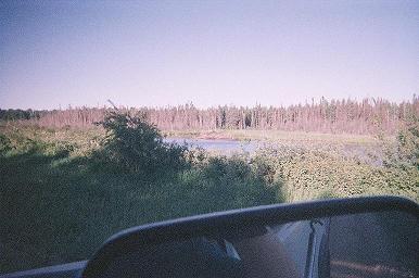 beaver pond