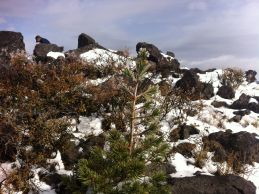 little tree