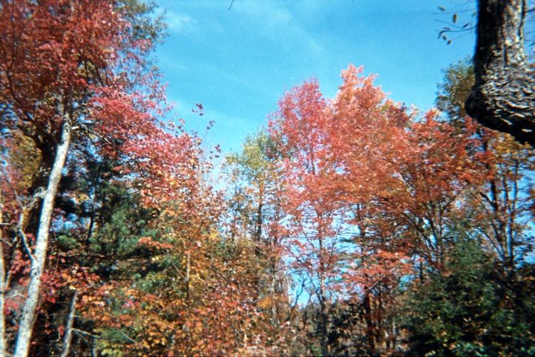autumn leaves