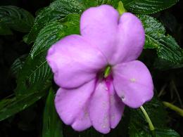 purple flower