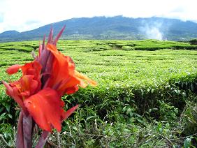 flower and farm