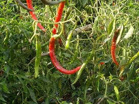 chili pods