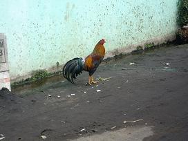 rooster