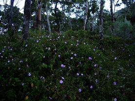 purple flowers