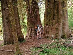 giant trees