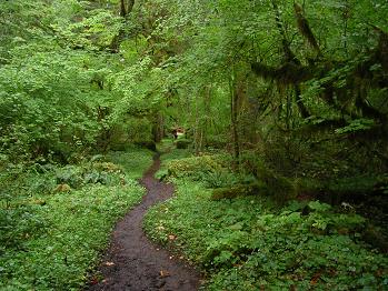 Hoh forest