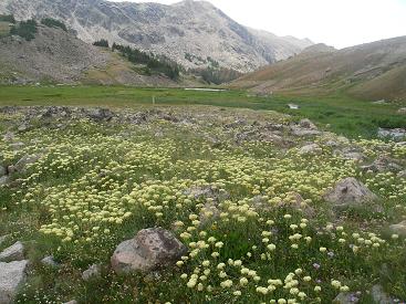 wildflowers